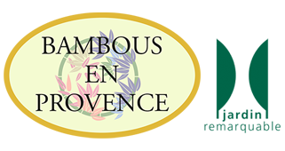 Bambous en Provence